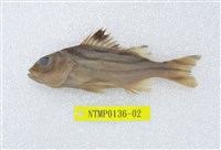 藏品(花身鯻)的圖片